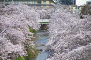 恩田川の桜