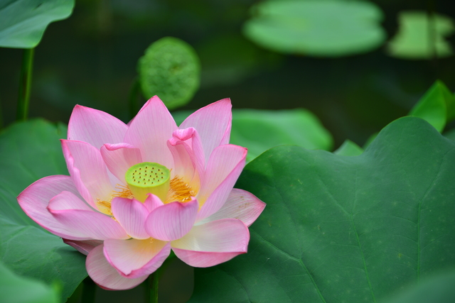 薬師池の蓮の花です。